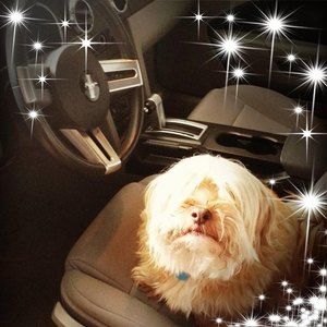 Meet your Posher, Jodee